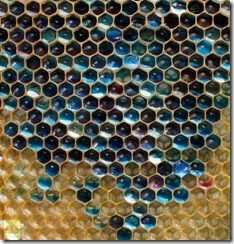 a french bee colony