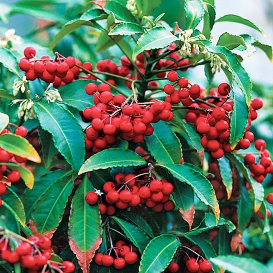 [Ardisia-crenata3.jpg]