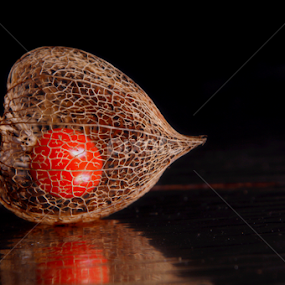 Phisalis Franchetii by Joseph Muller - Nature Up Close Other plants