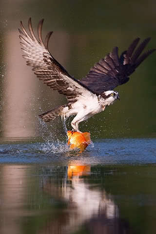 Hawk
