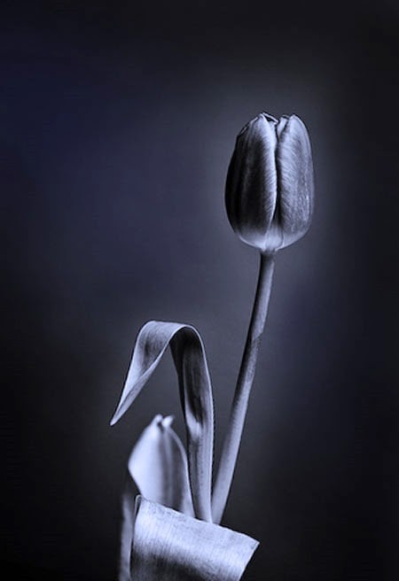 Black tulip