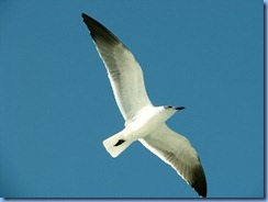 6884 Texas, South Padre Island - Osprey Cruises - Sea Life Safari  -  Laughing Gull