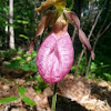 Pink Lady-slipper Orchid