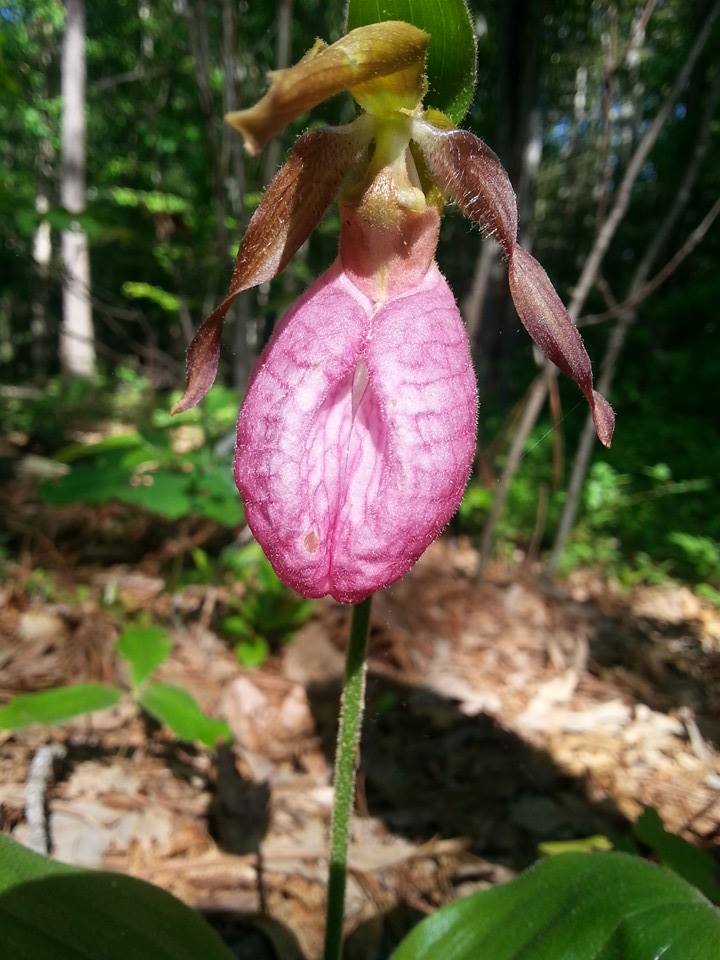Pink Lady-slipper Orchid