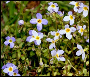 04 - Spring Wildflowers - Bluets