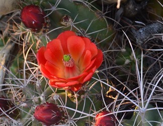 Mojave mound cactus echinocereus triglochidiatus