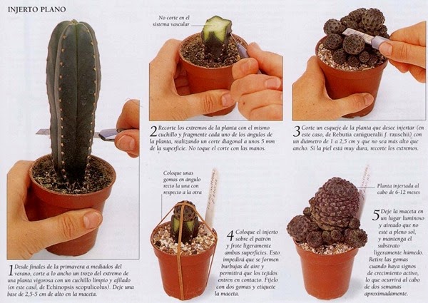injertos-de-cactus-proceso