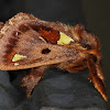 Spiny Oak-Slug Moth