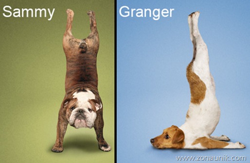 Anjing Senam Yoga (13)
