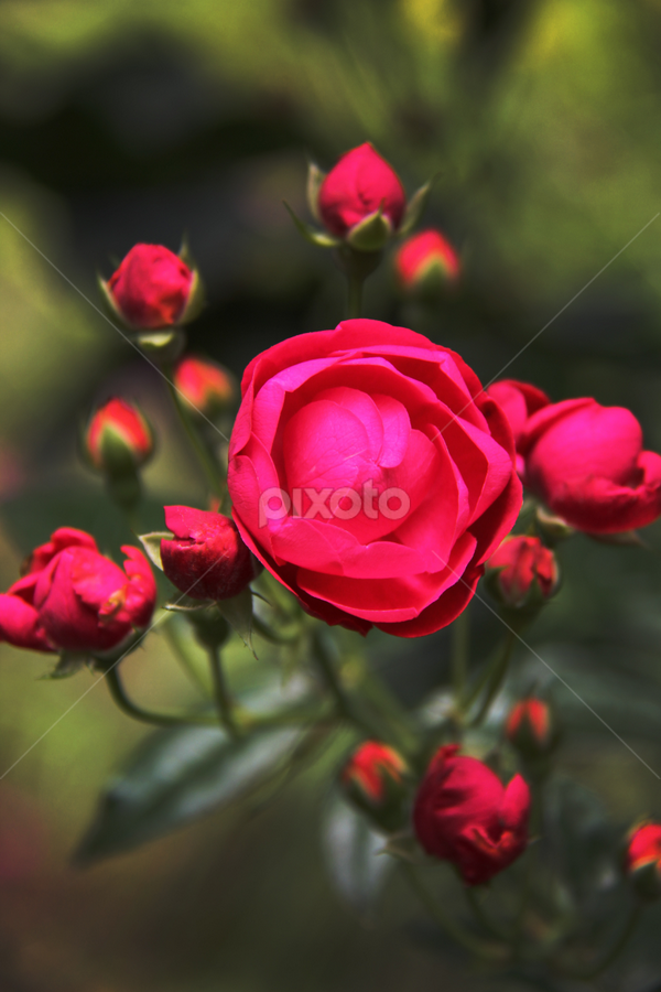 Oooo Bunga Ros Flower Gardens Flowers Pixoto