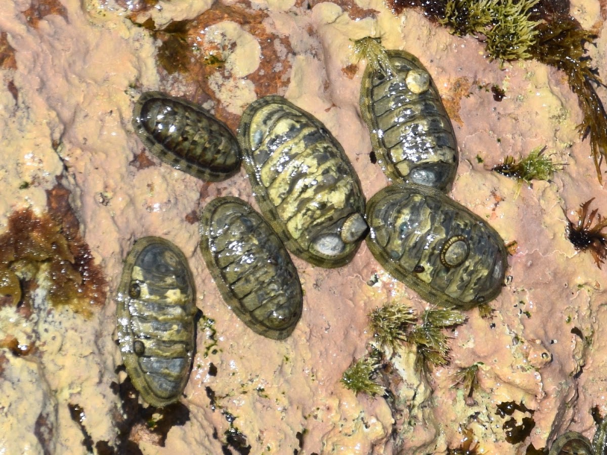 Chiton