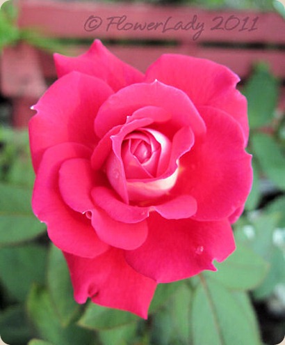 11-20-love-rose
