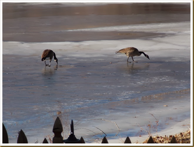 01-11-2014 Geese walking on frozen pond (5)