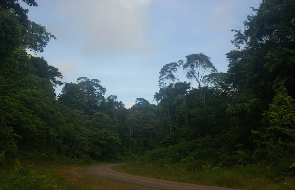 La route de Kaw (D6) près d'Amazone Nature Lodge, Montagne de Kaw (Guyane). 18 novembre 2011. Photo : J.-M. Gayman