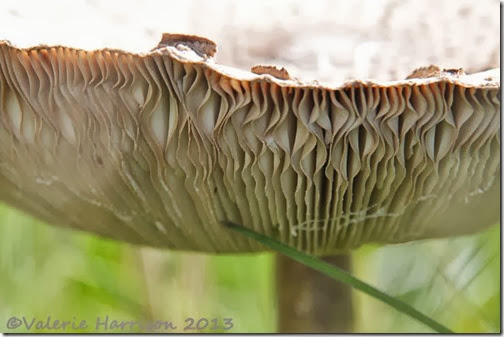 31-parasol-mushroom