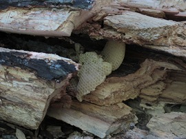 honeycomb in fallen tree