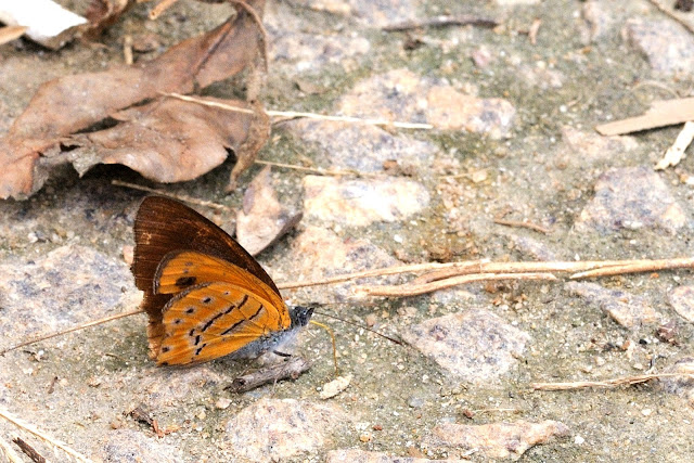 Sevenia amulia (CRAMER, 1777), mâle. Ebogo (Cameroun), 25 avril 2013. Photo : Daniel Milan