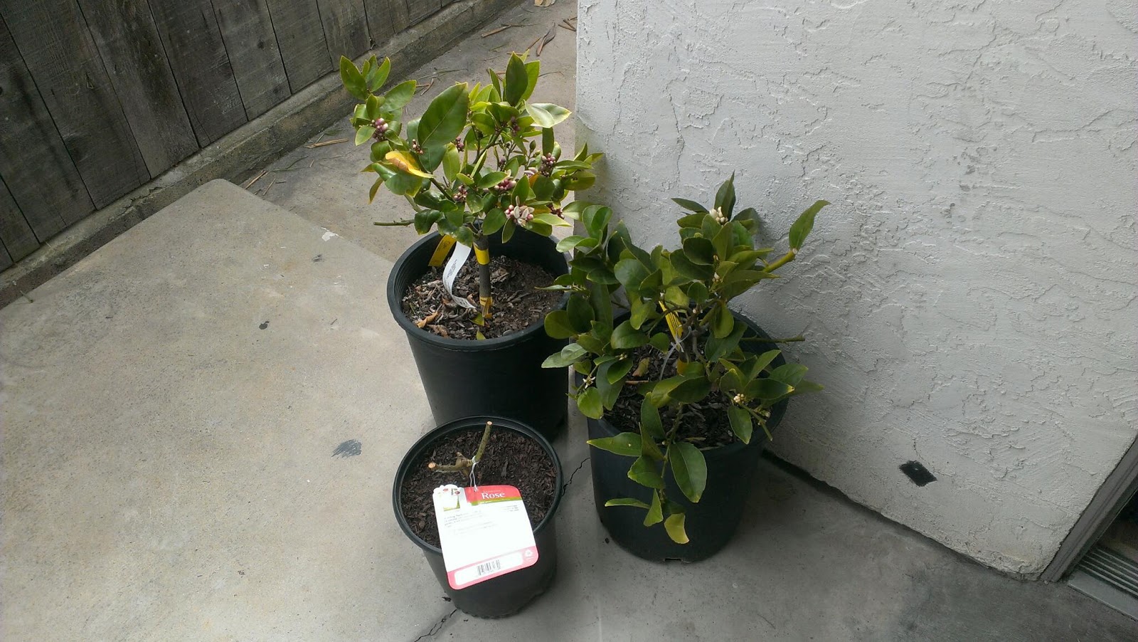 Patio Garden Project: Fruit Trees