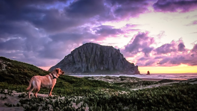 Millie at Morro Bay-2