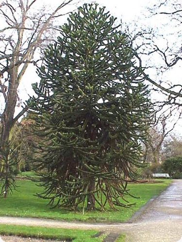 Araucaria_araucana1