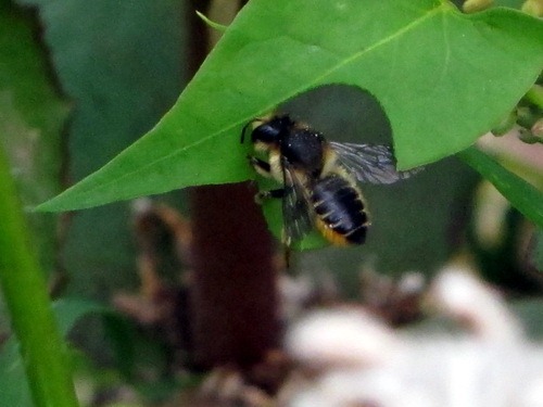 [megachiletakingbindweedleaf3.jpg]