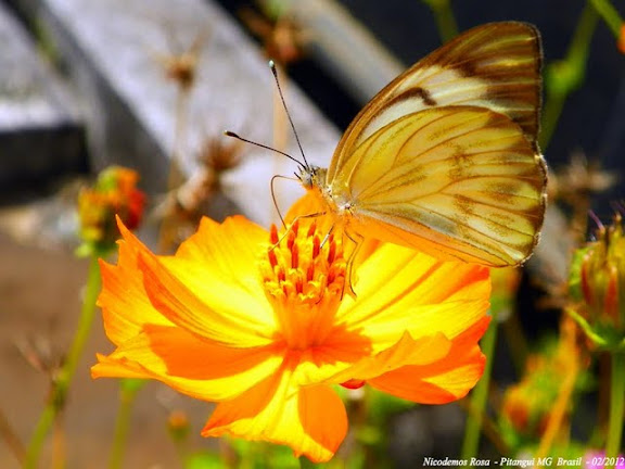 Lépidoptères de Pitangui au Minas Gerais - Ascia monuste orseis (GODART, 1819), femelle. Pitangui (MG, Brésil), 26 février 2012. Photo : Nicodemos Rosa