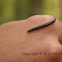 Striped millipede