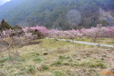 0221 033  - 武陵農場櫻花