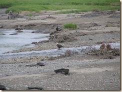 IMG_0044-Eagles at Deep Creek