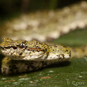 Eyelash Viper