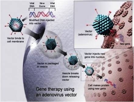 adenovirus vector
