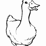 duck2.jpg