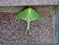 7989 Ontario Trans-Canada Highway 17 (TC-11) Thunder Bay - Terry Fox Scenic Lookout - rare sighting of a Luna Moth