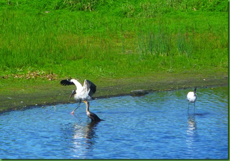 strutting stork