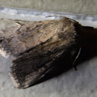 Properigea Moth