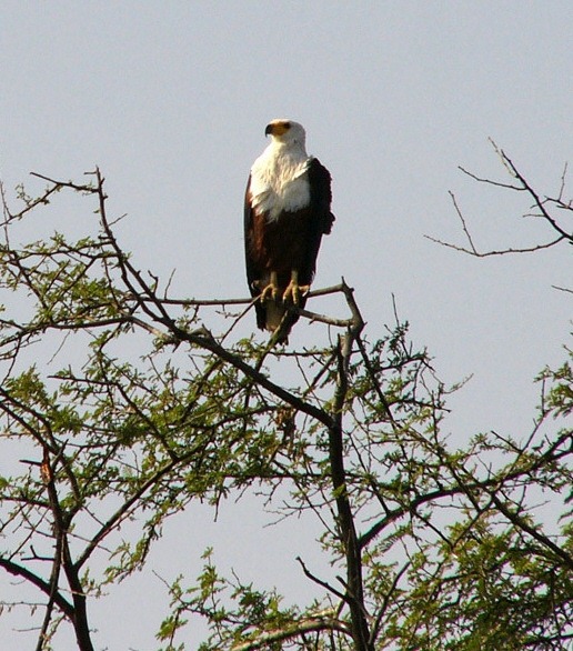 [djoudj-au-senegal%2520aquila%255B5%255D.jpg]