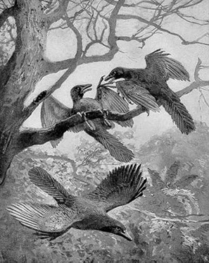 12_Archeopteryx harder 1906