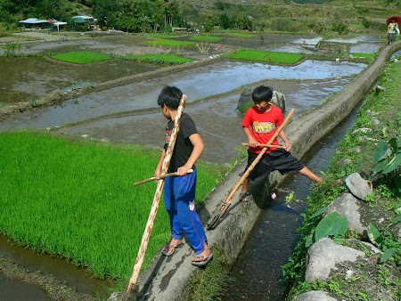 Orezarii in Filipine.