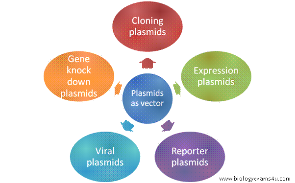 Types of plasmids