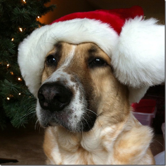 perro gorritos navidad (17)
