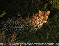 Leopard sigted frequently in lake Mburo National Park