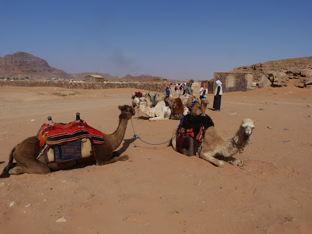 Imagini Wadi Rum: Camile la asteptare