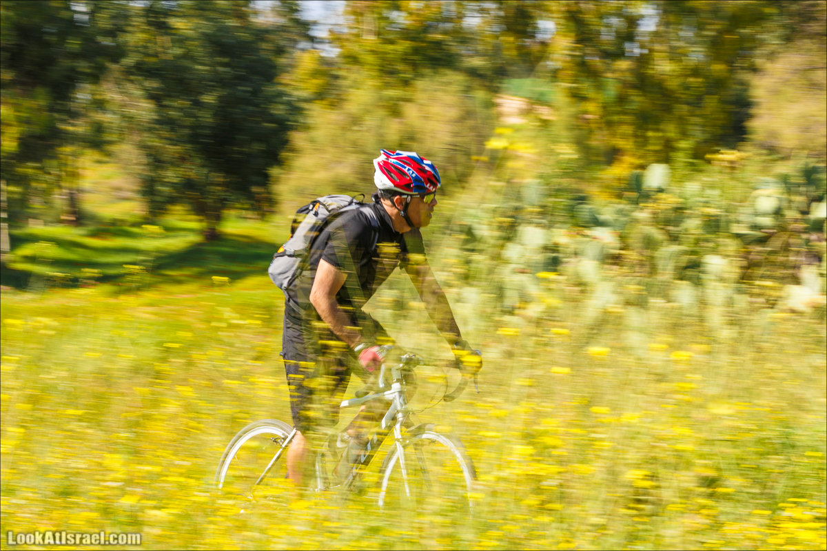 Анемоны (каланиет) пустыни Негев - Фестиваль Даром Адом в LookAtIsrael.com - Фото путешествия по Израилю | Red South festival of anemones in Negev | דרום אדום - קלניות בבארי