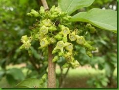 Vangueria madascariensis (2)