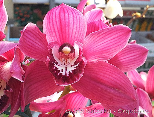 Glória Ishizaka - orquideas 39