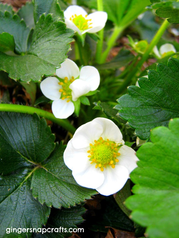 miracle gro stawberry patch