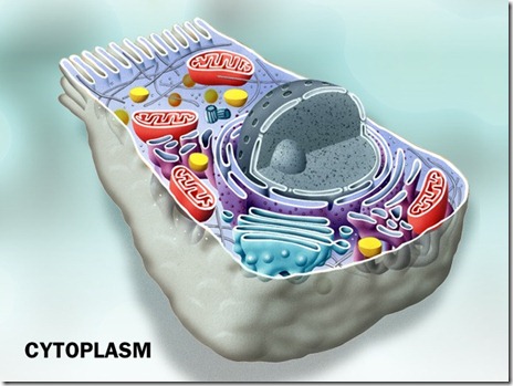 Cytoplasm in cell