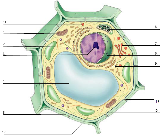 Diagram Quiz on Plant Cell