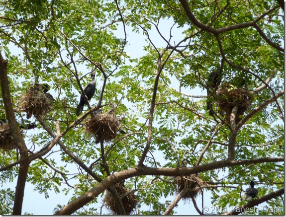 Birds nest @Kumarakom (Yanesh tyagi)