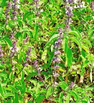 [Indian%2520Basil%255B2%255D.jpg]